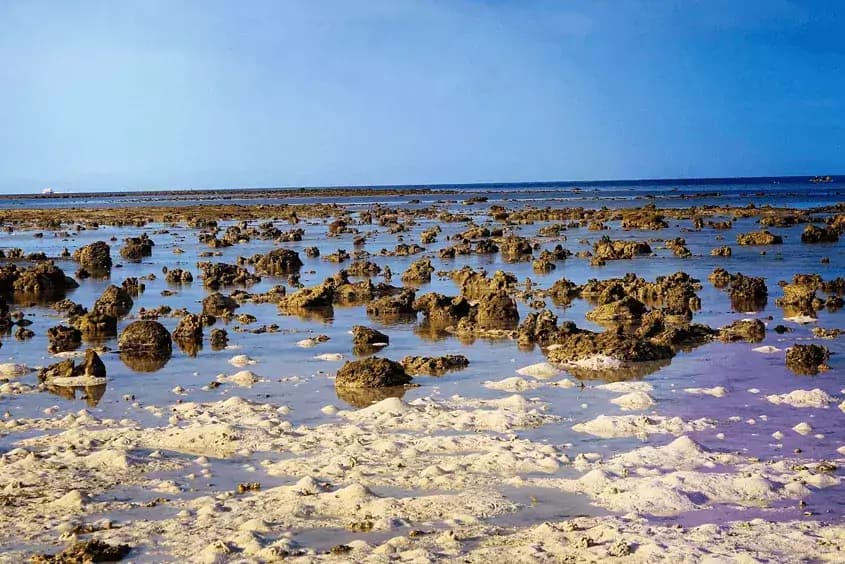 Loon Uplifted Marine Terrace banner