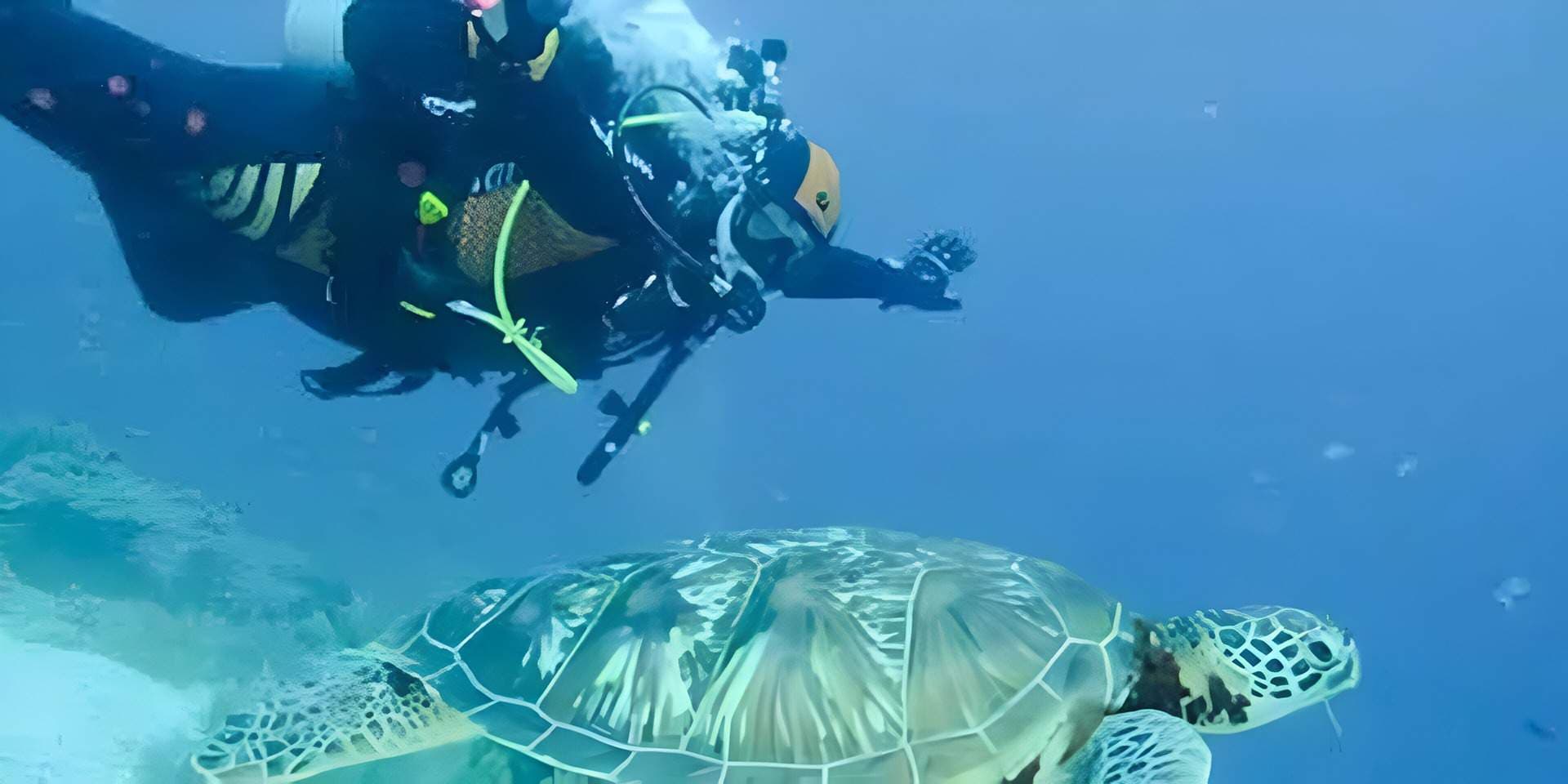 Bohol Diving Shop banner